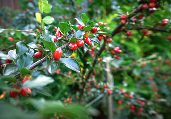 Branch with red berries of the barberry in the garden.