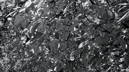 Black and white background of leaves