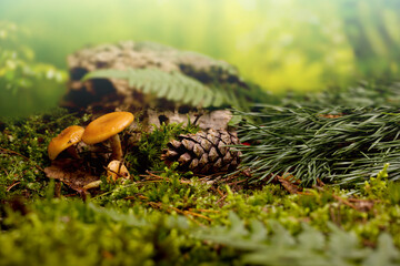 Forest floor landscape with mushroom, fir tree branch and pine cone, and moss cover. Beautiful natural background.