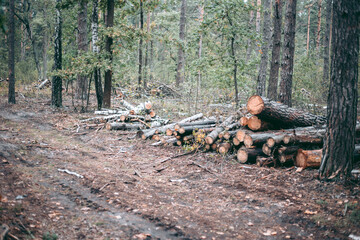 Illegal felling of forest and trees in a wildlife park