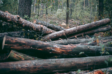 Illegal felling of forest and trees in a wildlife park