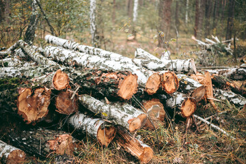 Illegal felling of forest and trees in a wildlife park