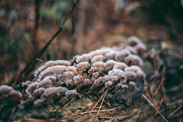 Mushroom close-up in autumn forest in grass
