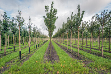 Fototapeta na wymiar Field with long rows of young trees supported with bamboo sticks in a Dutch nursery tree farm in the province of North Brabant. The photo was taken on a cloudy day in the autumn season.