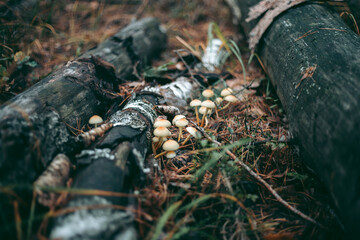 Mushroom close-up in autumn forest in grass