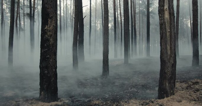 Close up shot of smoking grounds in forest after bonfire, slow motion