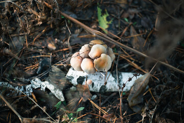 Mushroom close-up in autumn forest in grass