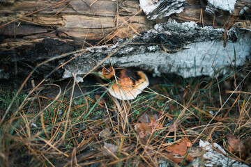 Mushrooms on the tree in the autumn forest