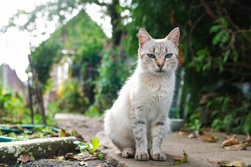 Fototapeta na wymiar Gray cat with blue eyes on the street. High quality photo