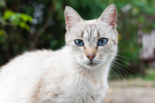 Gray cat with blue eyes on the street close up. High quality photo