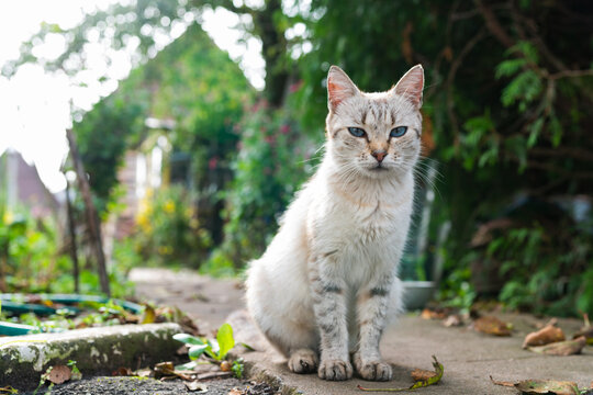Gray cat with blue eyes on the street. High quality photo