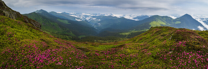 Fototapeta na wymiar Pink rose rhododendron flowers on misty and cloudy morning summer mountain slope. Marmaros Pip Ivan Mountain, Carpathian, Ukraine.