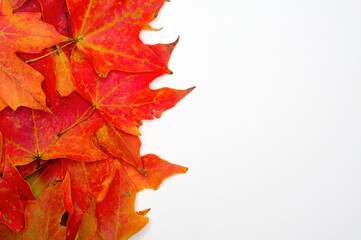 Autumn leaf background, offset, white background, Sugar Maple leaves