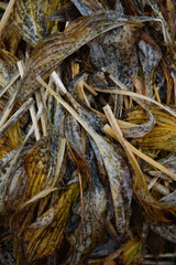 withered leaves of plants