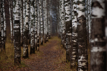 Birch alley