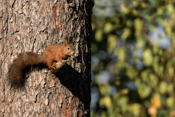 Young red squirrel (Sciurus vulgaris) sitting on a branch on a sunny autumn day in Estonian nature