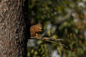 Cute red squirrel (Sciurus vulgaris) sitting on a branch and eating on a sunny autumn day in Estonian nature