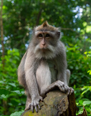 Naklejka na ściany i meble Long-tailed macaque (Macaca fascicularis) in Sacred Monkey Forest, Indonesia