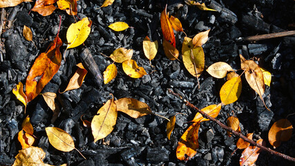 Natural background with yellow autumn leaves laying on charred earth and wood