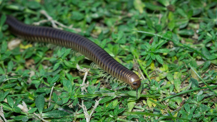 A millipede of the Julidae family, Eastern Crimea, the Black Sea coast.