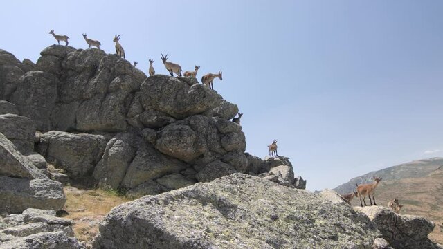 P.N. de Guadarrama, Madrid, Spain. Pan of herd of female wild mountain goats with their kids  standing on a rock on a summer day.