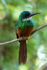The rufous-tailed jacamar (Galbula ruficauda) is a near-passerine bird which breeds in the tropical New World in Brazil