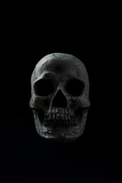 Skull isolated on black background. Copy space.