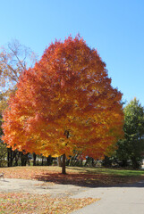 Big Orange