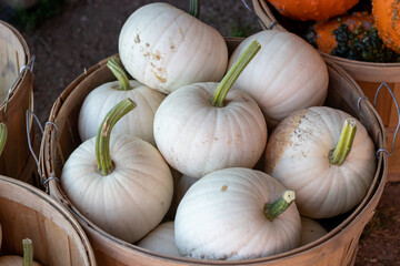 Farmers Market Basket full of white pumpkins . High quality photo
