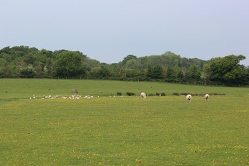 Fototapeta na wymiar Sheep Farm 