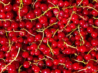 Red currants plucked from a bush and piled in a heap