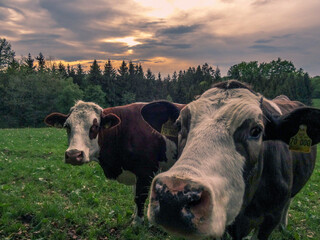 curious cow at sunset on a fresh green meadow