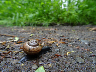 Snail on the forest ground at a rainy day