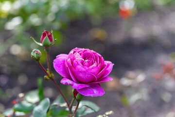 Large, hot pink roses in the garden, close-up, selective focus