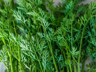 Green tops of carrots. Carrot tail, vegan food