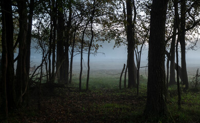 Forest in the blue hour
