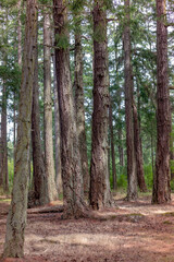 Rathtrevor Beach forest Parksville BC