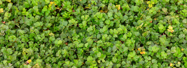 natural background of leaves of light green color