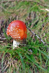 fly agaric mushroom