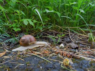 snail with brown house slowly moves on forest ground