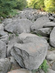 rocks in the forest