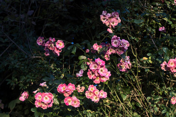Pink flowers in the golden light of the evening (Thorigne-Fouillard 35235, Brittany, France).