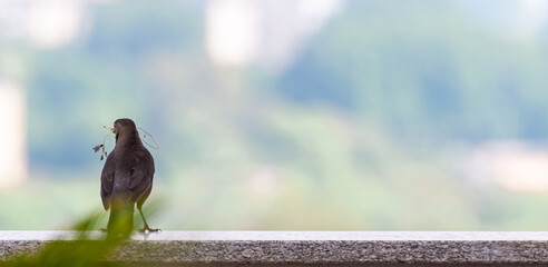 A female Blackbird stand after grab 
dry plants for the construction of its new nest