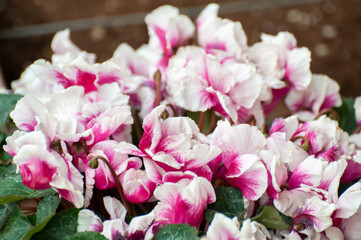 White and pink cyclamen flowers close up