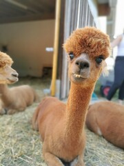 alpaca in a zoo © Nadine