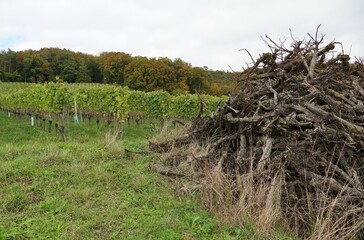 A heap of uprooted old and dry vines with a vineyard in the background. The winery landscape is...