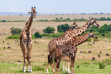 Giraffe family in Masai Mara National Reserve