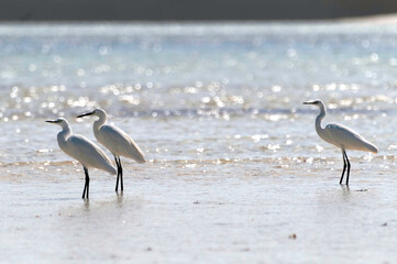 Little egret also know as Egretta gazetta stand into water 