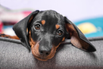 Portrait of adorable sad dachshund puppy lying with its head on side of pet bed, front view, close up. Tired baby dog resting after hard long day full of games and impressions.