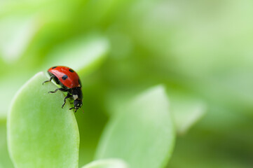 Portrait of a red ladybird on a green leaf